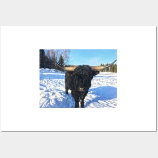 Scottish Highland Cattle Bull 1936 Posters and Art